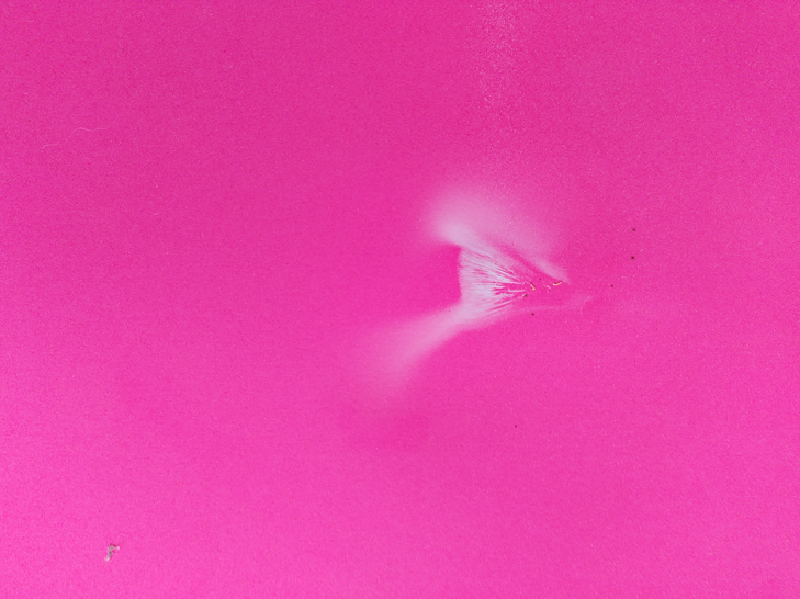 A hot pink grainy image of something natural and abstract.