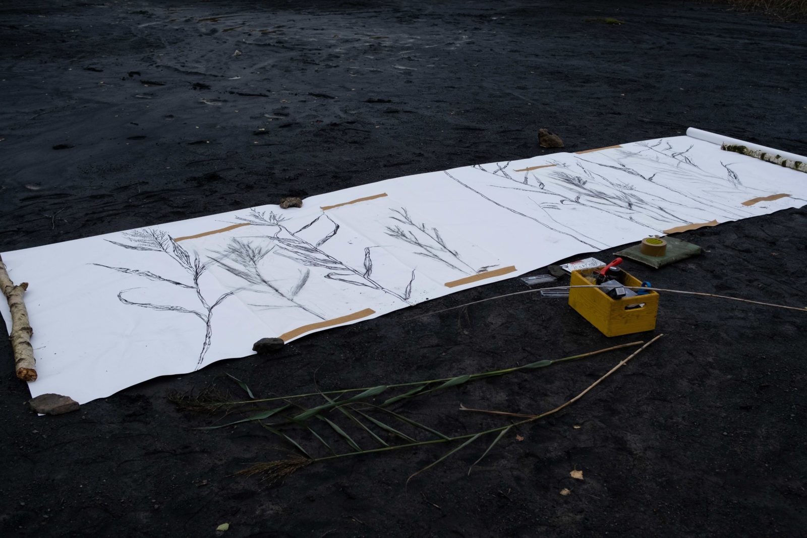 The unfinished artwork is photographed laid out on the ground which is black. The artwork is a long horizontal roll of paper with charcoal line drawings of stalks on it.