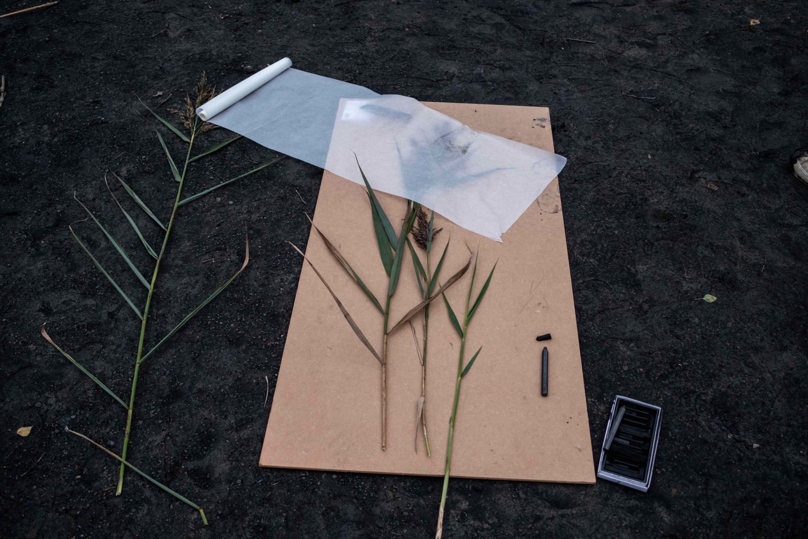 A board is laid on the ground with stalks laid on it and surrounding it and a roll of tracing paper laid out above it.