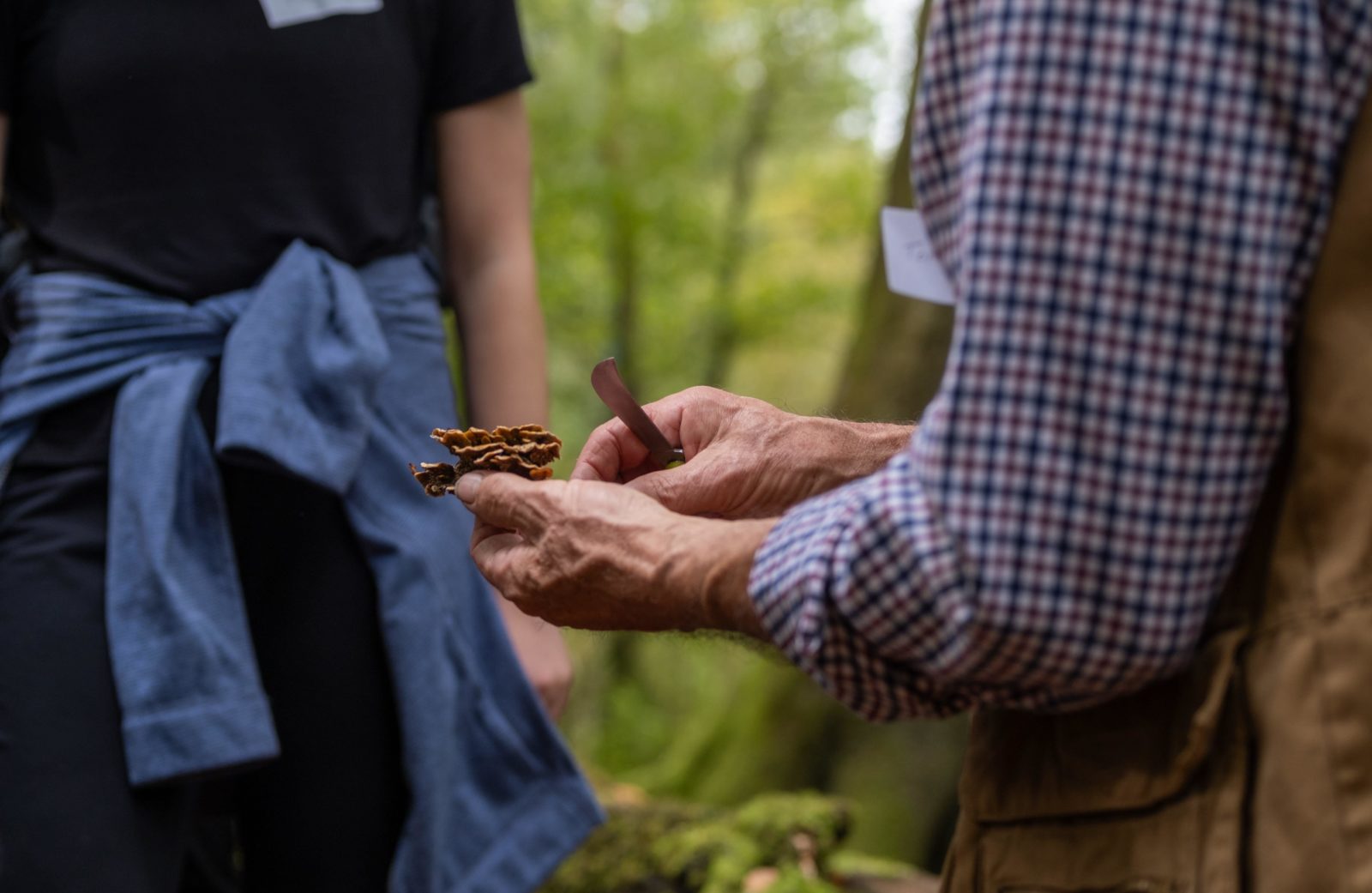 an elderly man's hand is photographed holding a layered mushroom and a small knife in the forest.