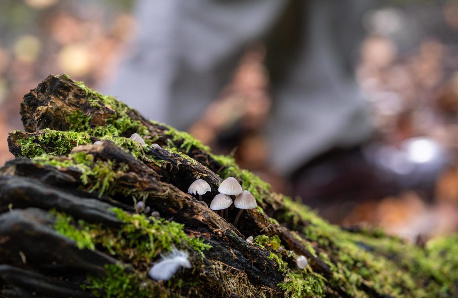 A log is photographed up close that is covered in moss and has 4 tiny mushrooms growing out of it.
