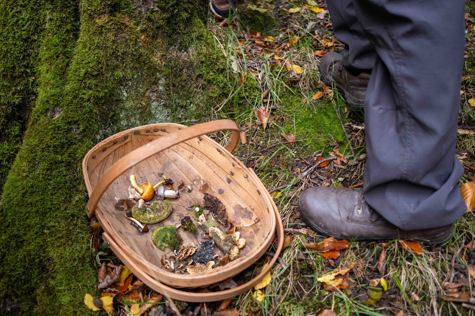A basket is photographed on the ground of the woods at the stump of a mossy tree. The basket is filled with a variety of mushrooms.