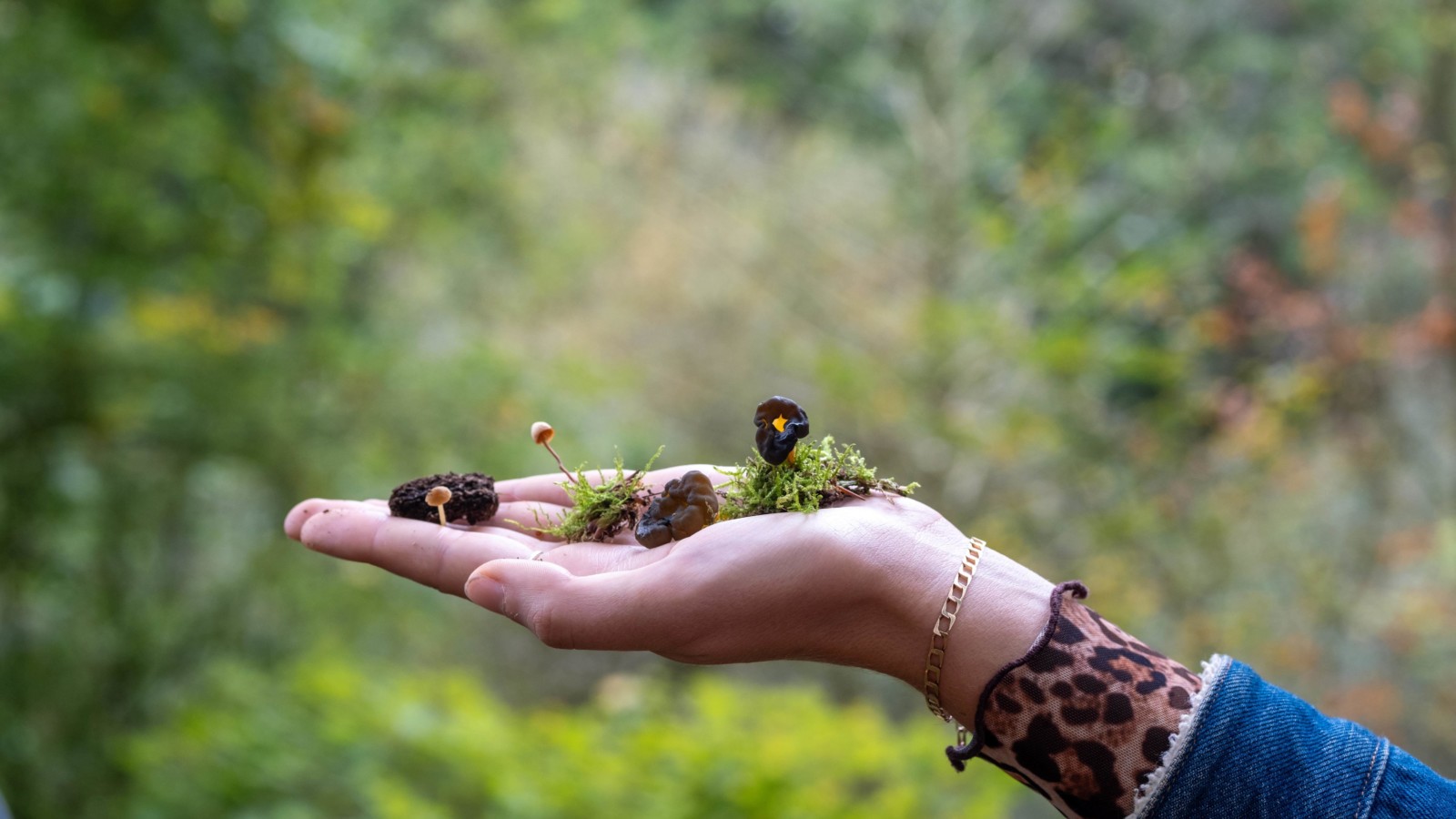 A hand is photographed stretched out with lots of tiny mushrooms, their roots and some moss in the palm.