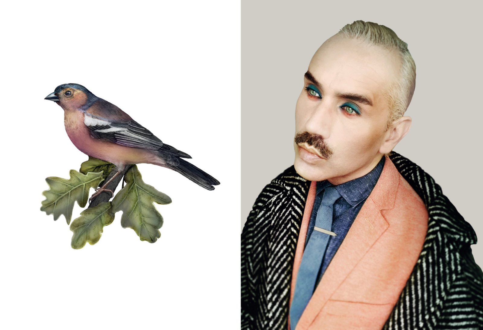 Paul Harfleet is photographed dressed up as a chaffinch, he is wearing a charcoal blue shirt and tie, a peach blazer and a black and white wool coat. His eye shadow is turquoise on top and he has orange eye liner underneath his eyes. His hair is grey and slicked back. Next to him is a detailed illustration of a chaffinch bird.