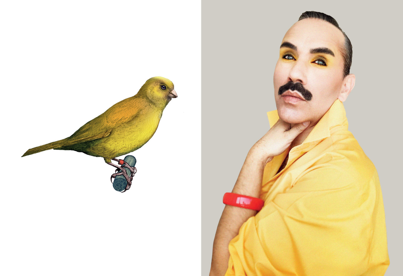Paul Harfleet is photographed dressed up as a Canary, he has a yellow shirt on with the collar folded up, yellow eyeshadow and a red bangle on his wrist. Next to him is a detailed illustration of a canary.