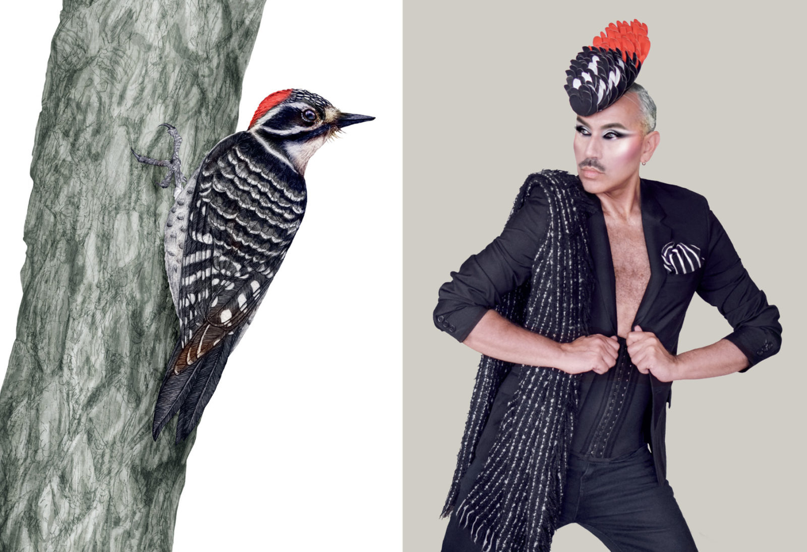 Paul Harfleet is photographed dressed up as a Nuttall’s woodpecker, he is wearing a black blazer with a black corset underneath, a black and white striped scarf over one shoulder and a black, white and red feather head piece. His Eye make up is black and white, the black eye shadow coming from his eyeliner sweeps up towards his temples. Next to him is a detailed illustration of the Nuttall’s woodpecker.