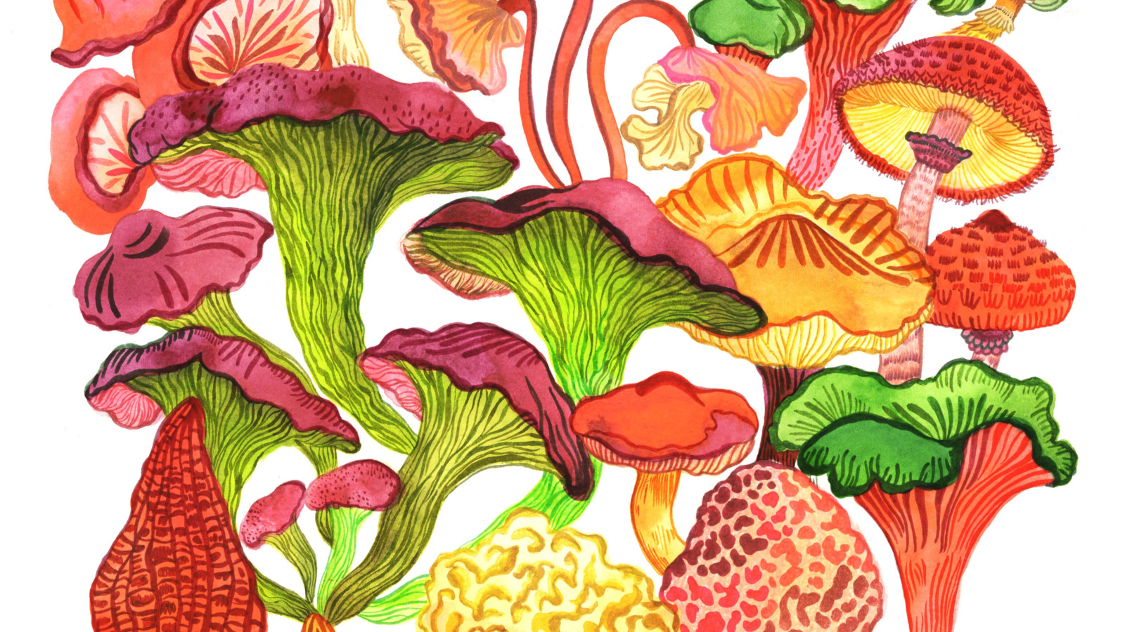 Colourful illustrated mushrooms