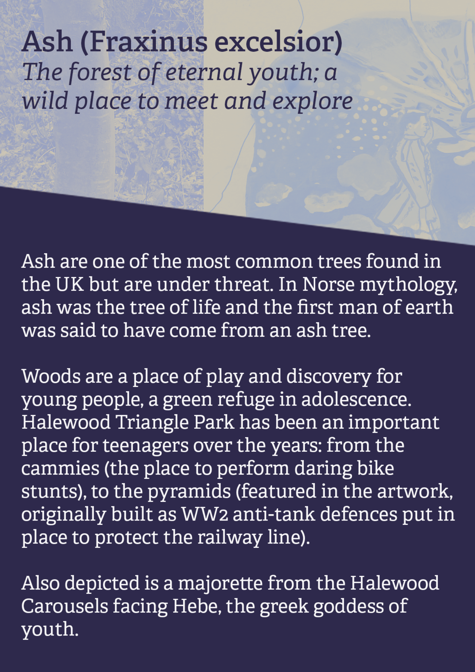 information card for the ash tree artwork