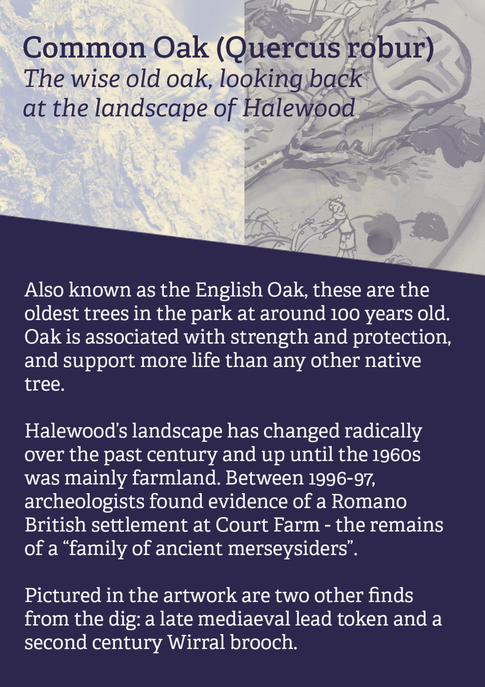 Information Card for the Common Oak Artwork.