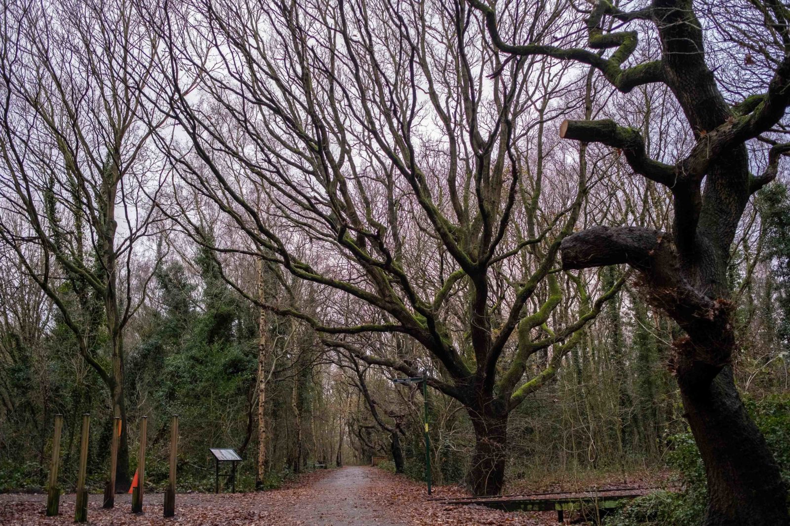 Photograph of winter trees in Halewood Park