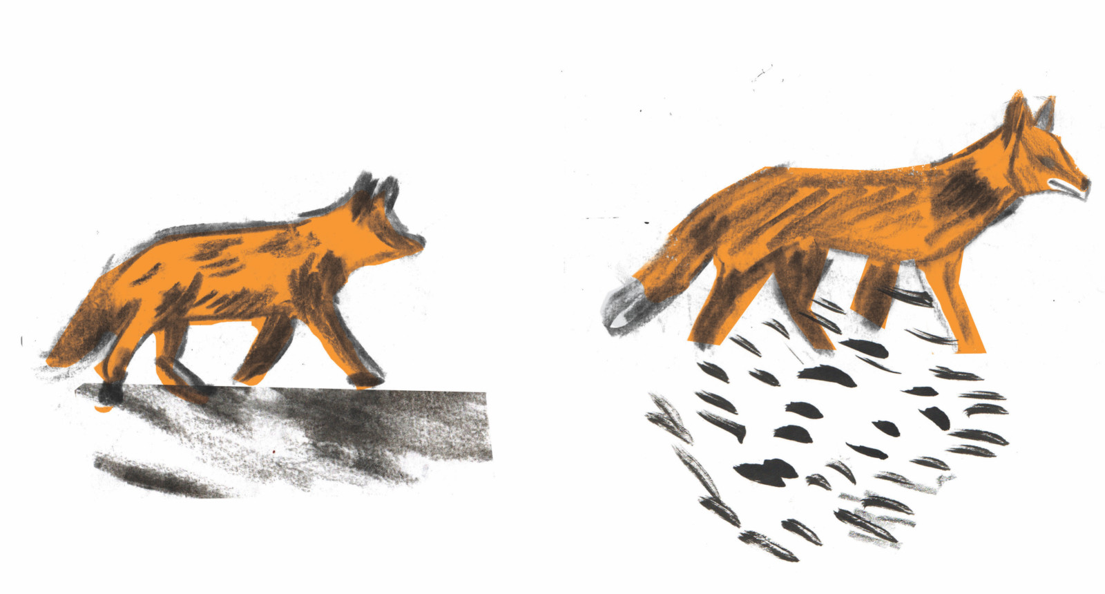 An illustration of two foxes. Their coats are a burnt orange colour and they walk east, one behind the other