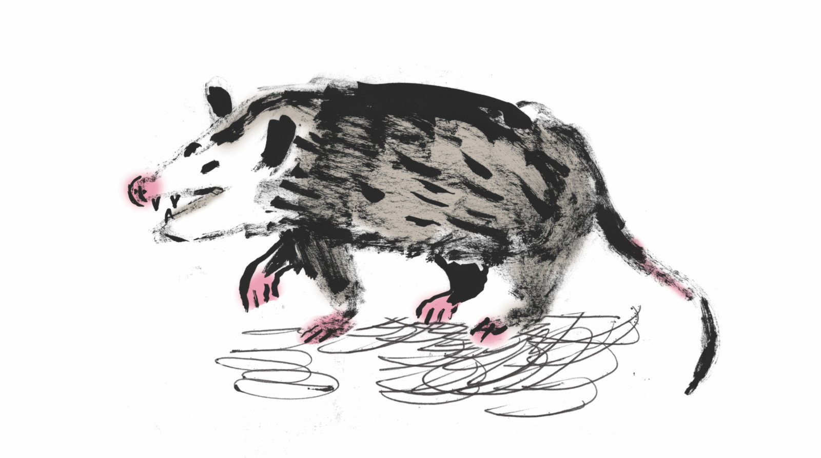 An illustration of a gnarly looking possum who has a pink nose, scrubby black fur, little eyes and a wild grin