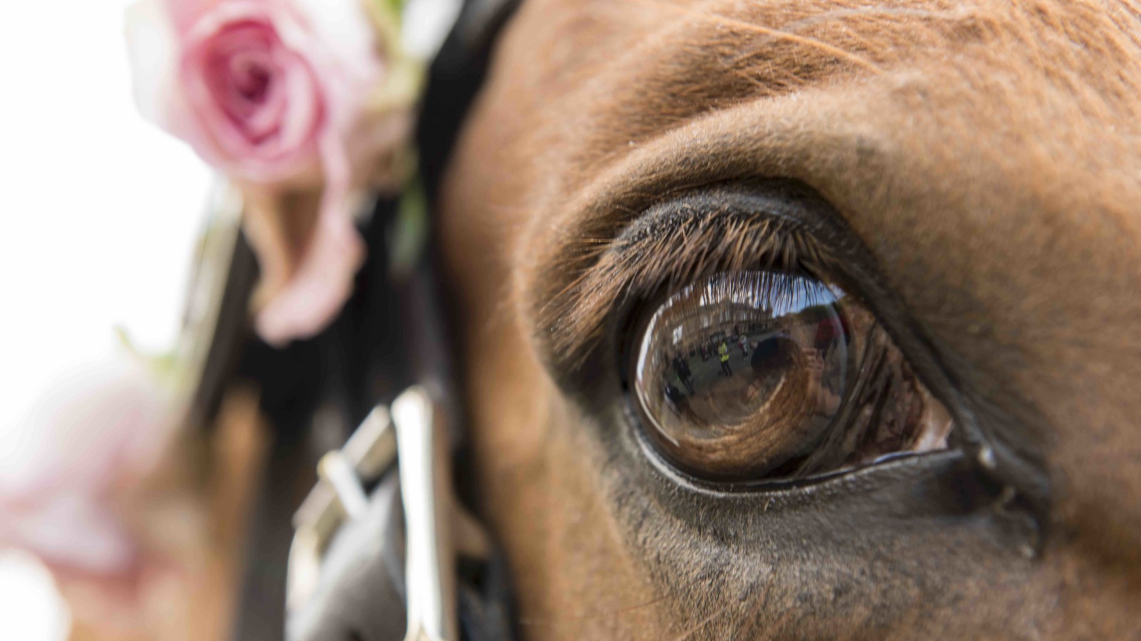 A close up of the dark and reflective eye of a horse. The horse id brown and wears a black leather bridle with pink roses attached.