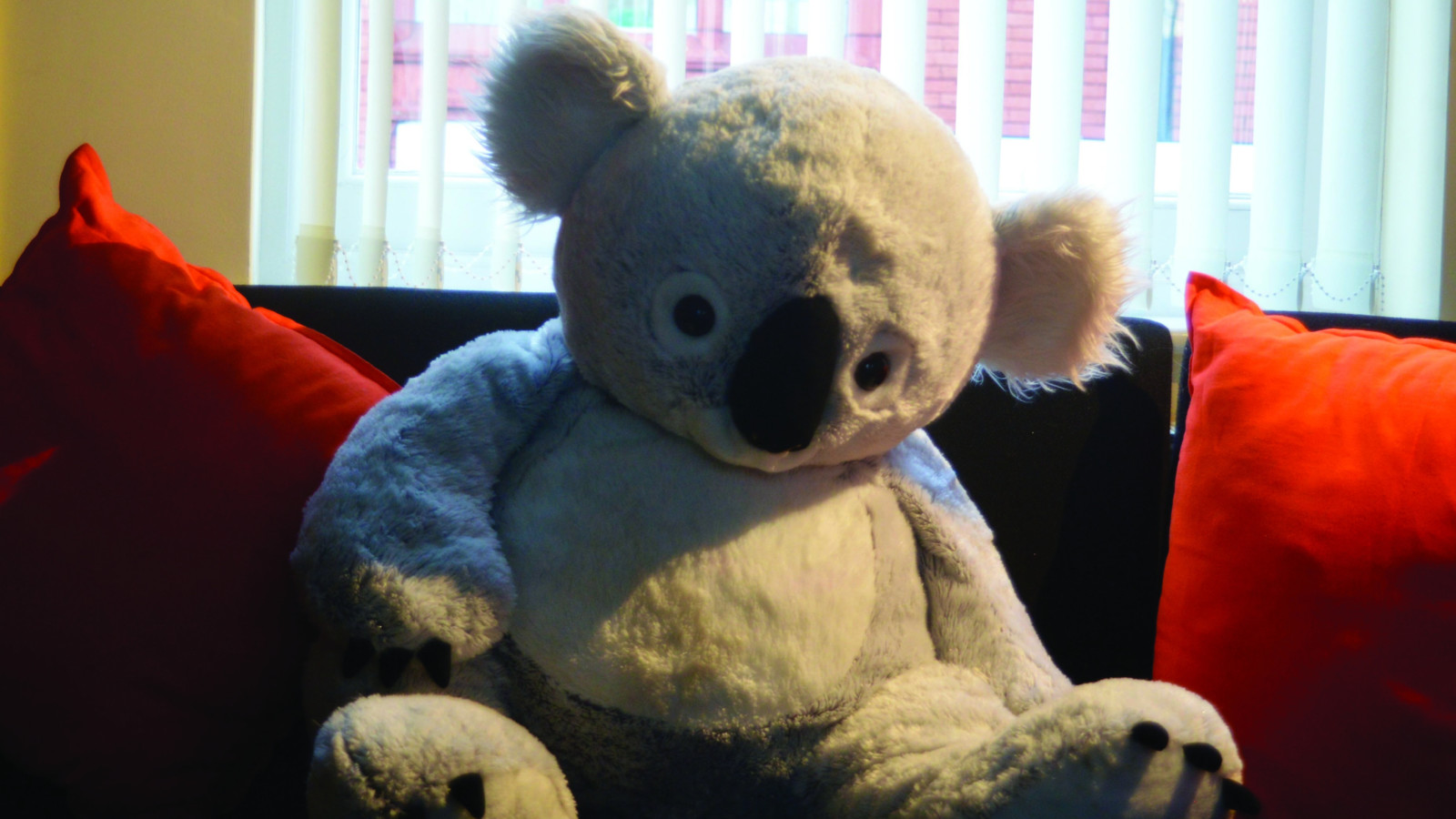 A koala teddy sits on a sofa with red cushions.