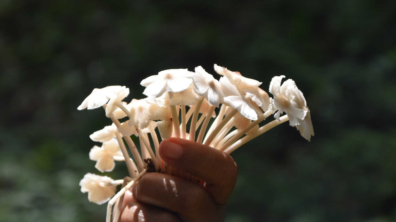 A close up of a hand holding a bunch of small mushrooms as though it was a bouquet of flowers