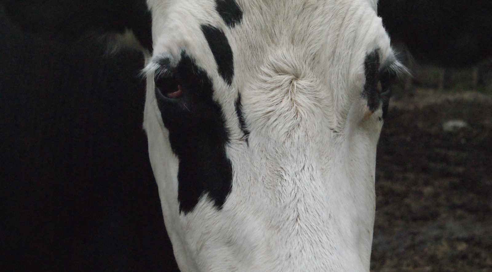 Photograph of a cows face very close up, cropped so you cannot see it's ears or nose