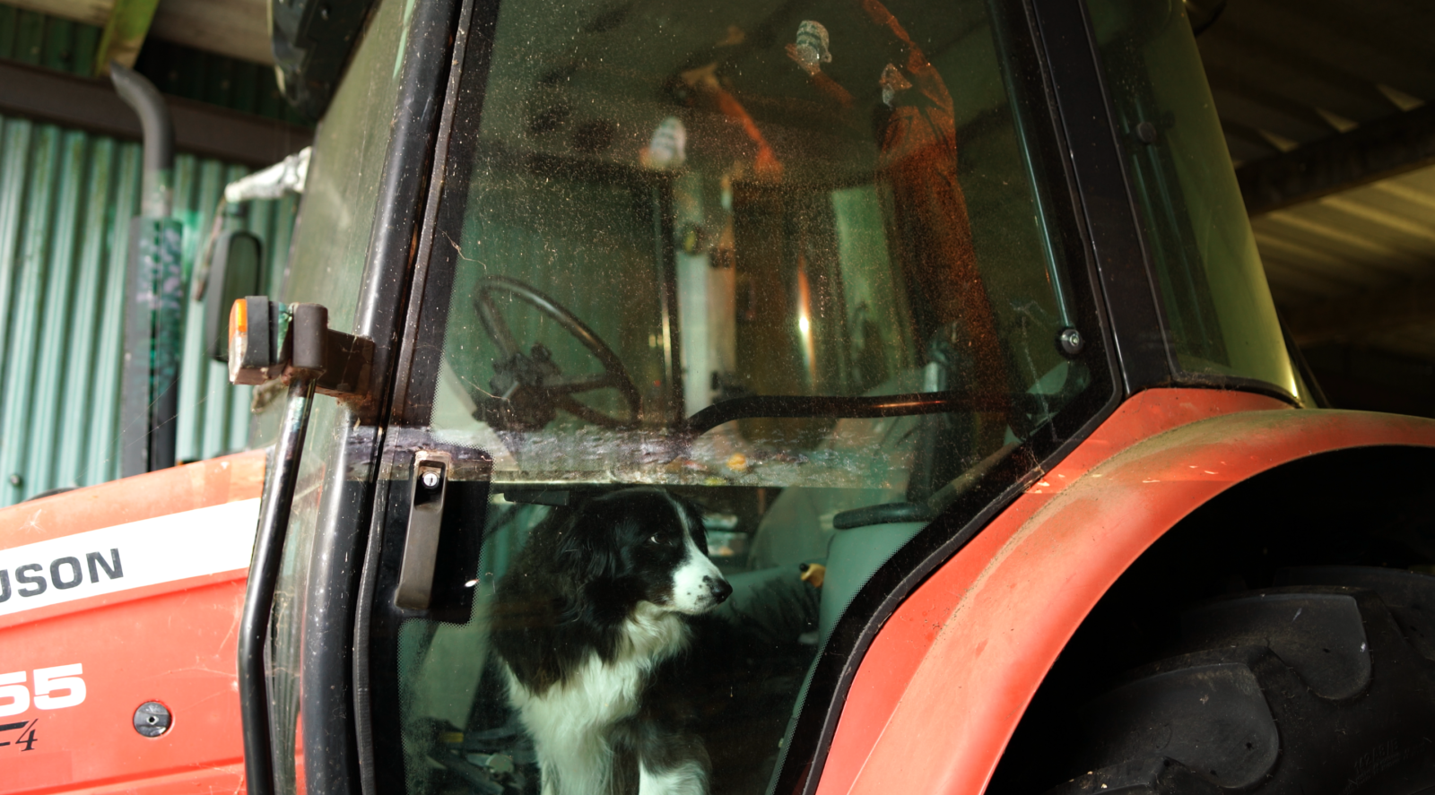 Photograph of a red tractor inside a large iron shed with a sheep dog sat in the driver's footwell.