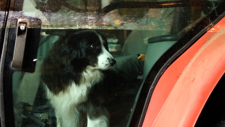 Close up photograph of a red tractor with a black and white sheepdog sitting in the driver's footwell