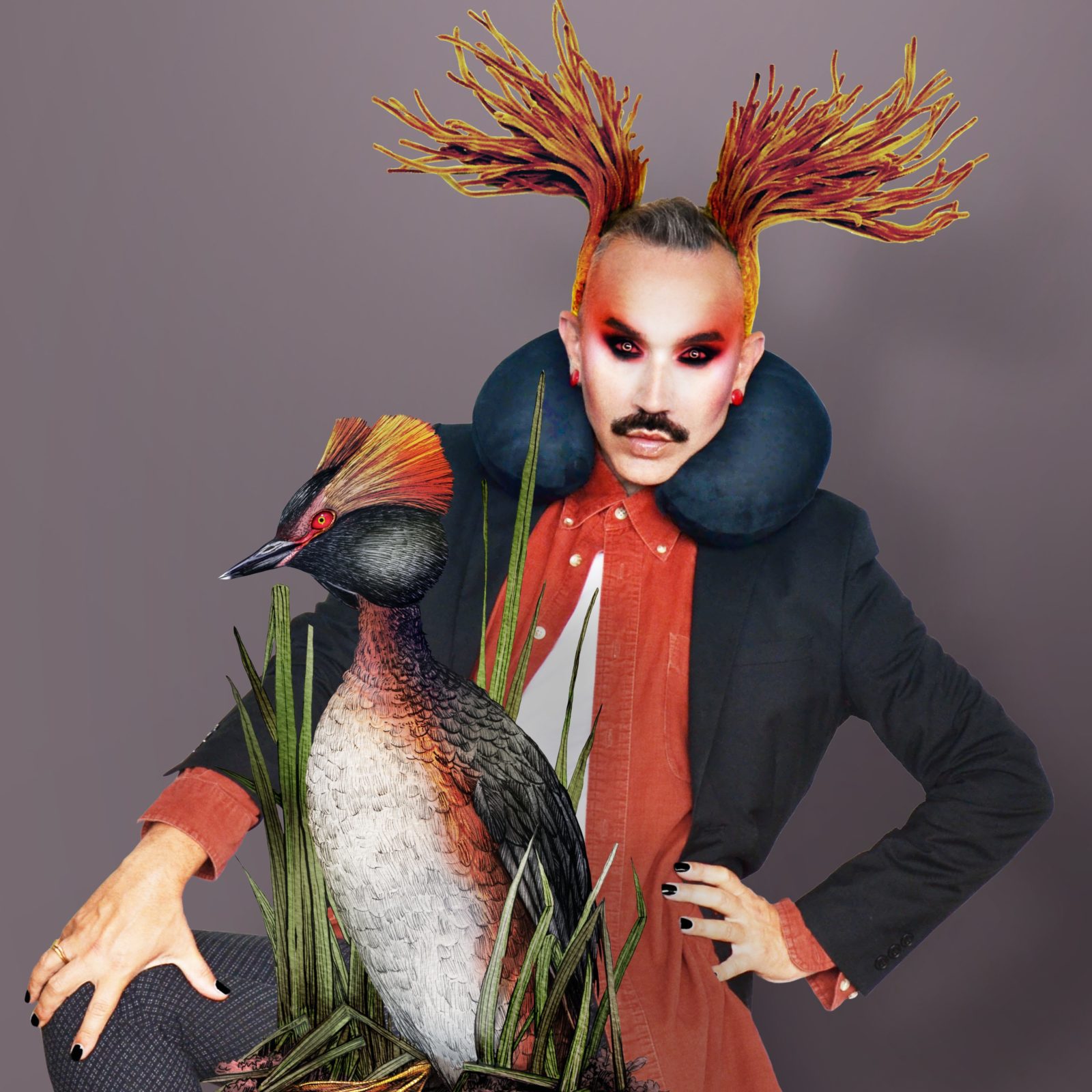 Paul Harfleet dressed as a Slavonian grebe Bird, He has black eye make up, his eyes are edited to be red, there is red eye shadow spreading over his temples, and feathers edited to come off his head in reflection of the bird's appearance. In front of him is a detailed illustration of the bird.