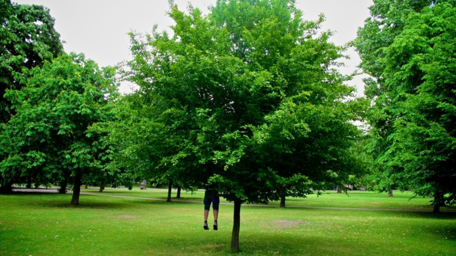 |A person hangs legs first from a tree. It is not possible to see the persons head or arms.